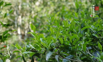 福元昌2018年易武純料熟茶今日開始預售